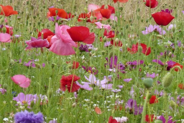 The Green Initiative – Preserving more than just a man-made site